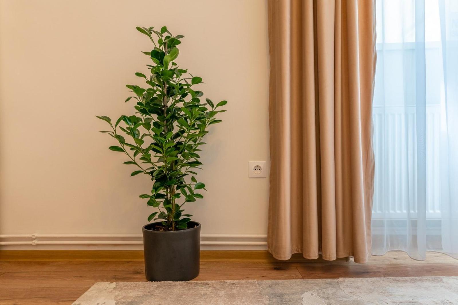 Apartment Balcescu No 10 Nagyszeben Kültér fotó